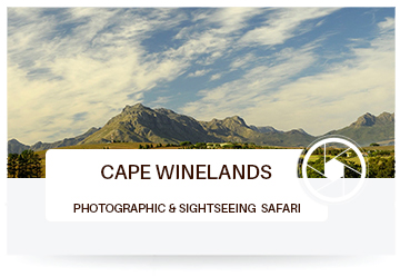 Cape Winelands Tours and Safaris in Africa