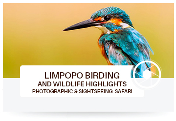 Limpopo Birding and Wildlife Highlights Tours and Safaris in Africa