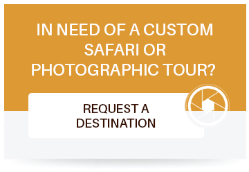 Tours and Safaris in Africa