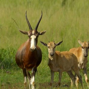 Blesbok