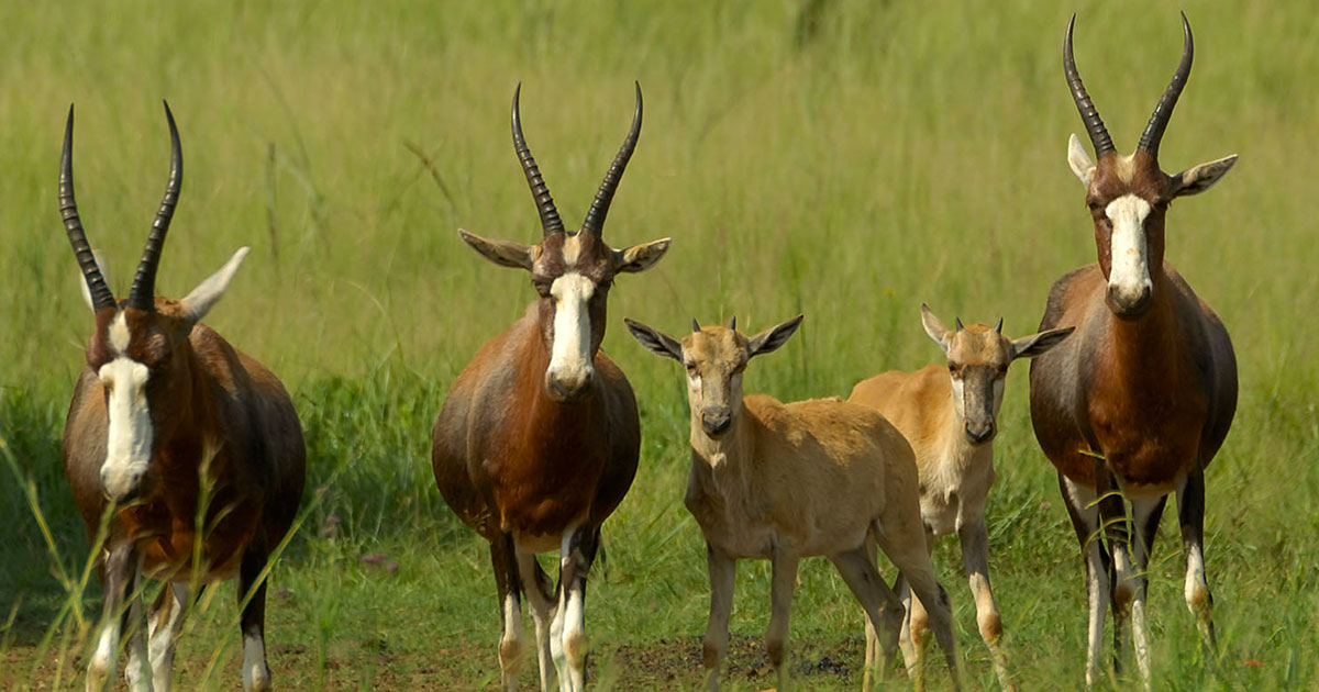 Blesbok