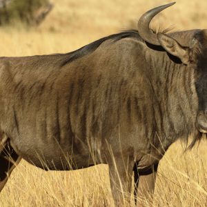 Blue Wildebeest