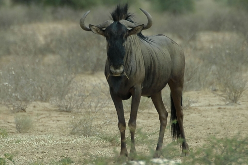 Blue Wildebeest
