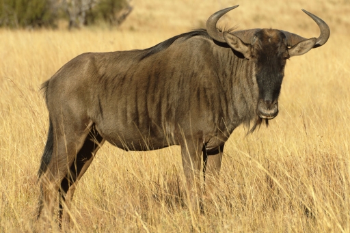Blue Wildebeest