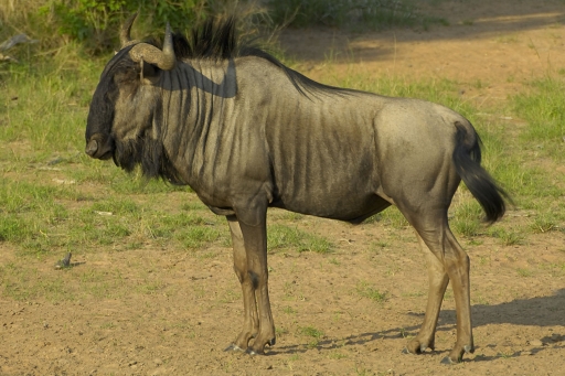 Blue Wildebeest
