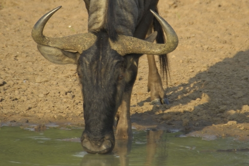 Blue Wildebeest