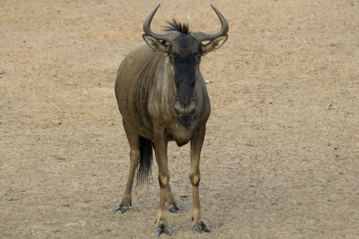 Blue Wildebeest
