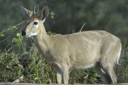 Duiker
