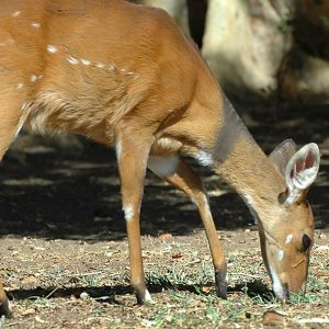 Bushbuck