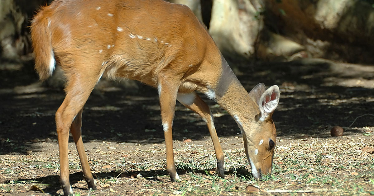 Bushbuck