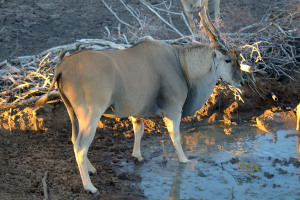 Eland Matlabas Game Hunters