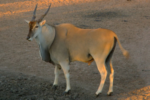 Eland Matlabas Game Hunters