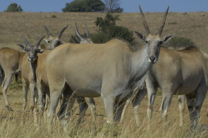 Eland Matlabas Game Hunters