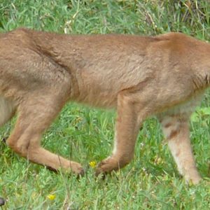 Caracal Matlabas Game Hunters