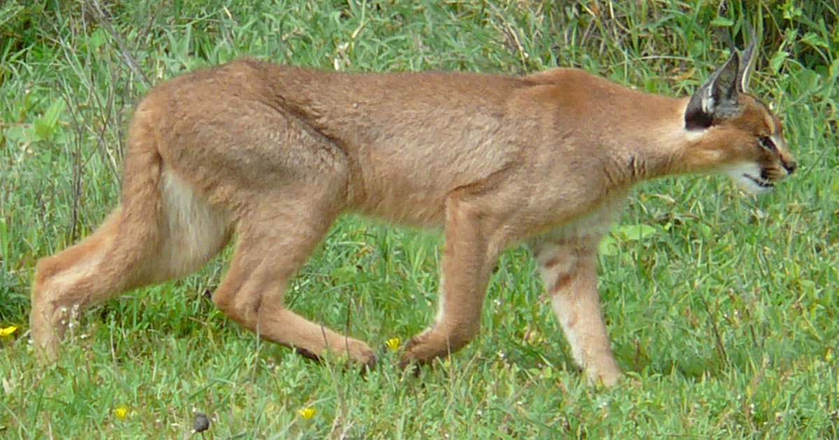 Caracal Matlabas Game Hunters
