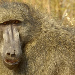 Chachma Baboon