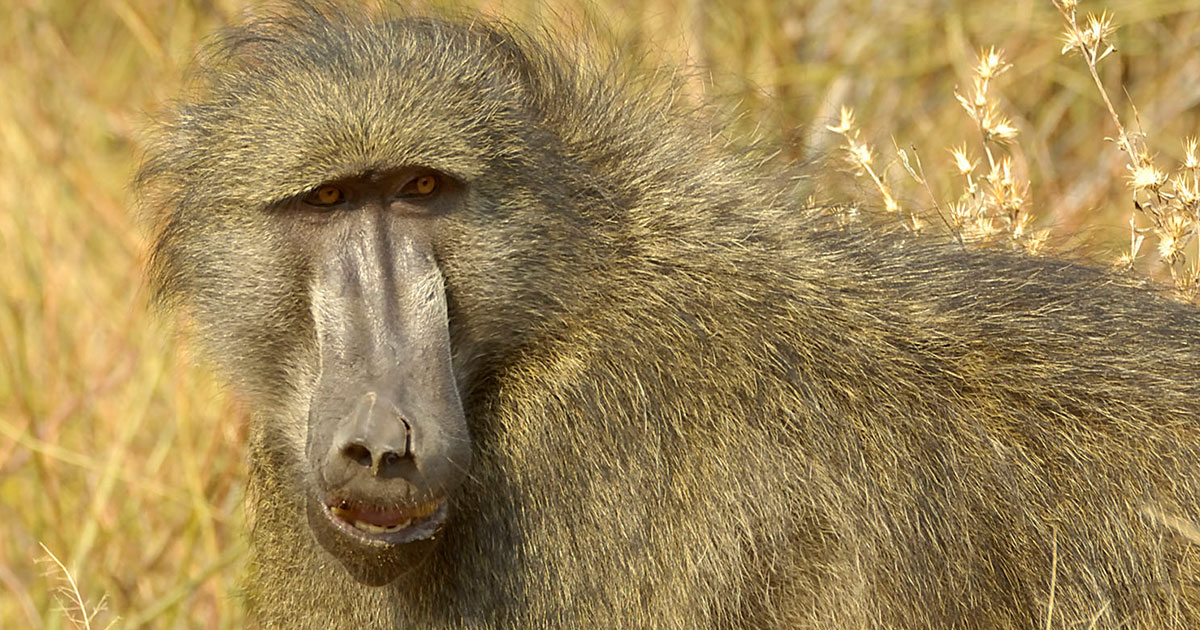 Chachma Baboon