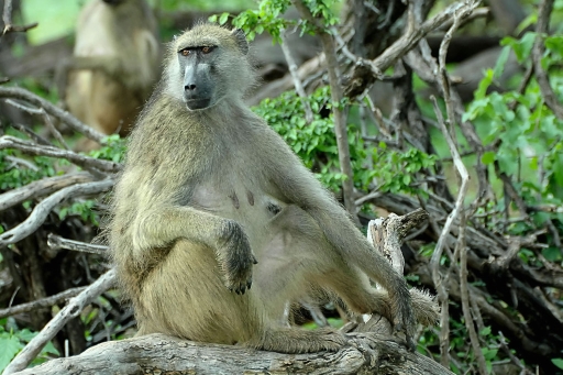 Chachma Baboon