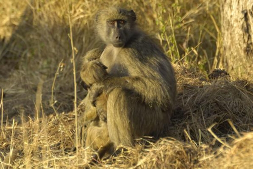 Chachma Baboon