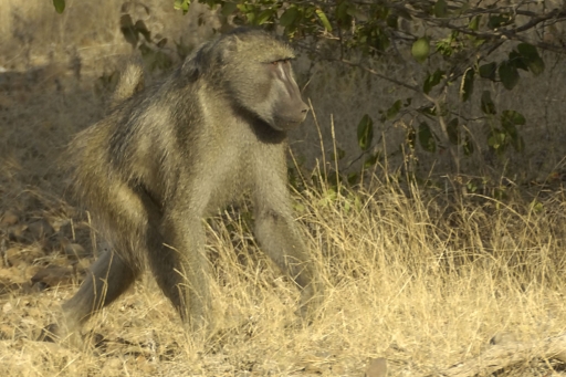 Chachma Baboon