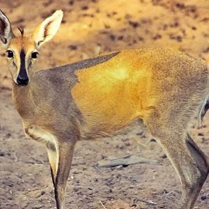 Duiker