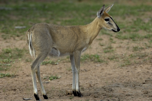 Duiker