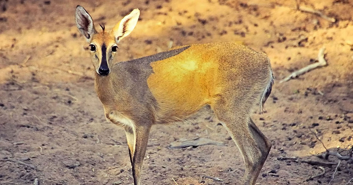 Duiker