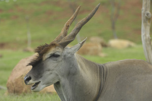 Eland Matlabas Game Hunters