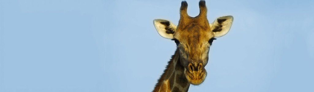 Giraffe South Africa