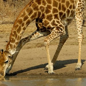 Giraffe Matlabas Game Hunters