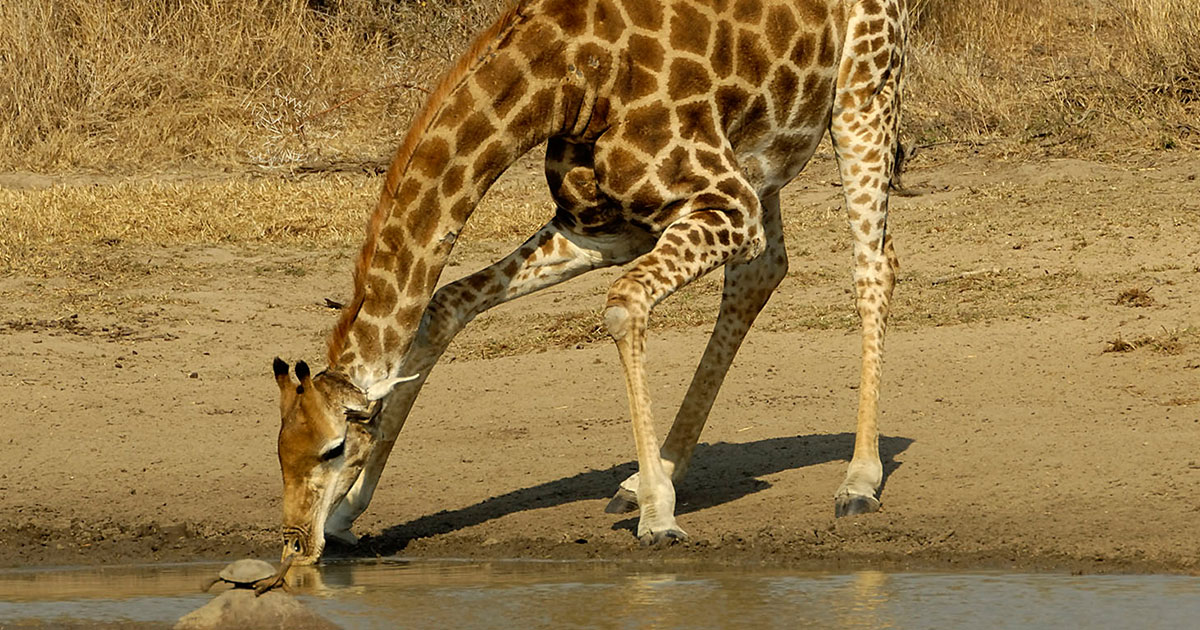 Giraffe Matlabas Game Hunters