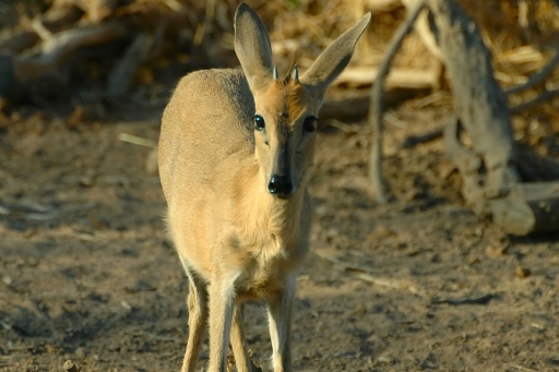 Duiker