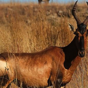 Hartebeest