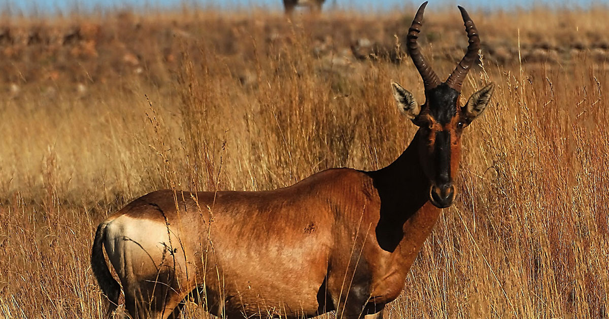 Hartebeest