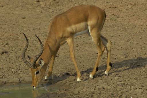 Impala