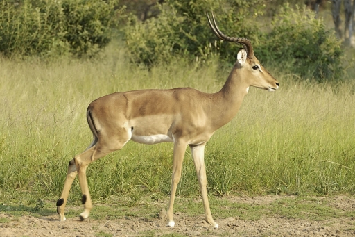Impala