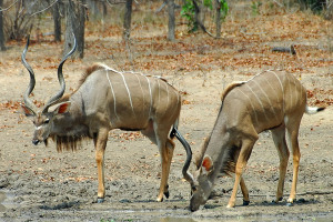 Kudu