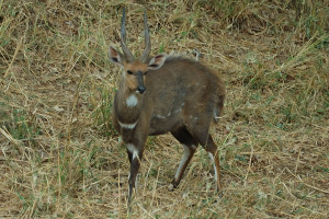 Bushbuck