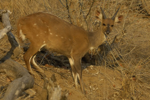 Bushbuck