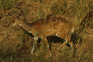 Bushbuck