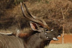Nyala