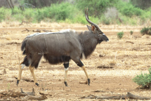 Nyala