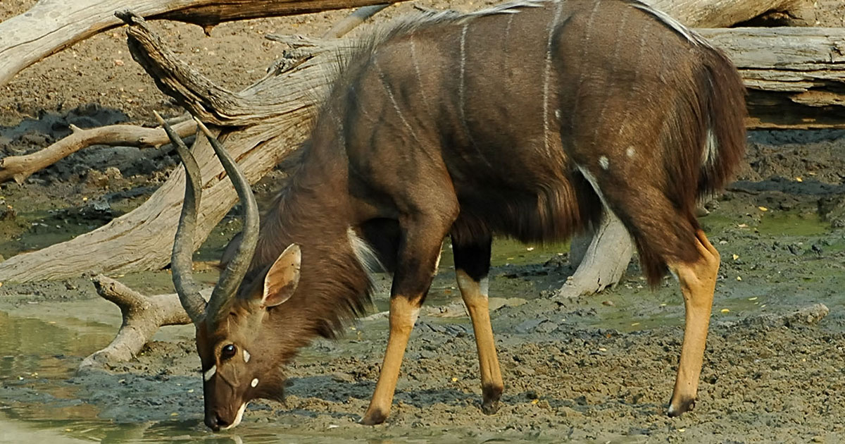 Nyala
