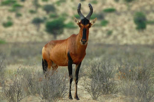 Hartebeest