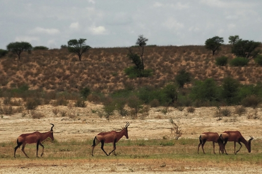 Hartebeest