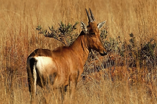 Hartebeest