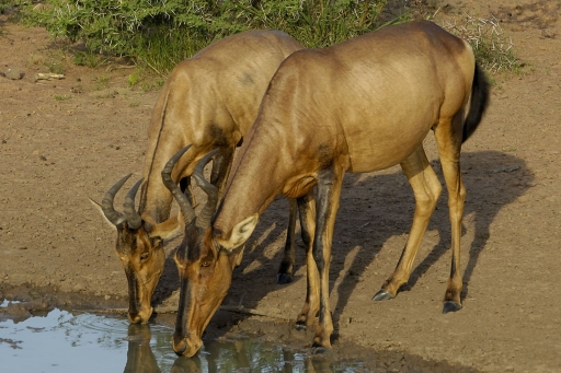Hartebeest