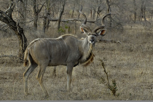 Kudu