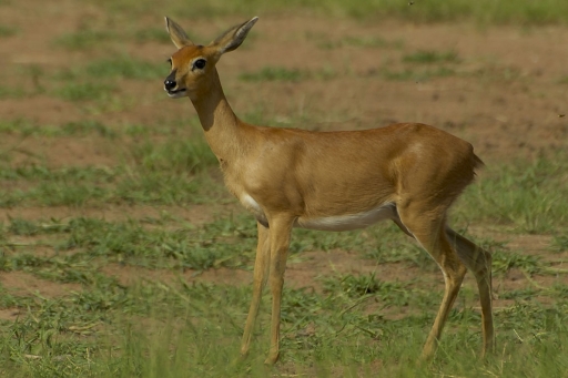 Steenbuck