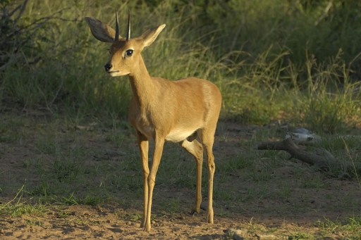 Steenbuck